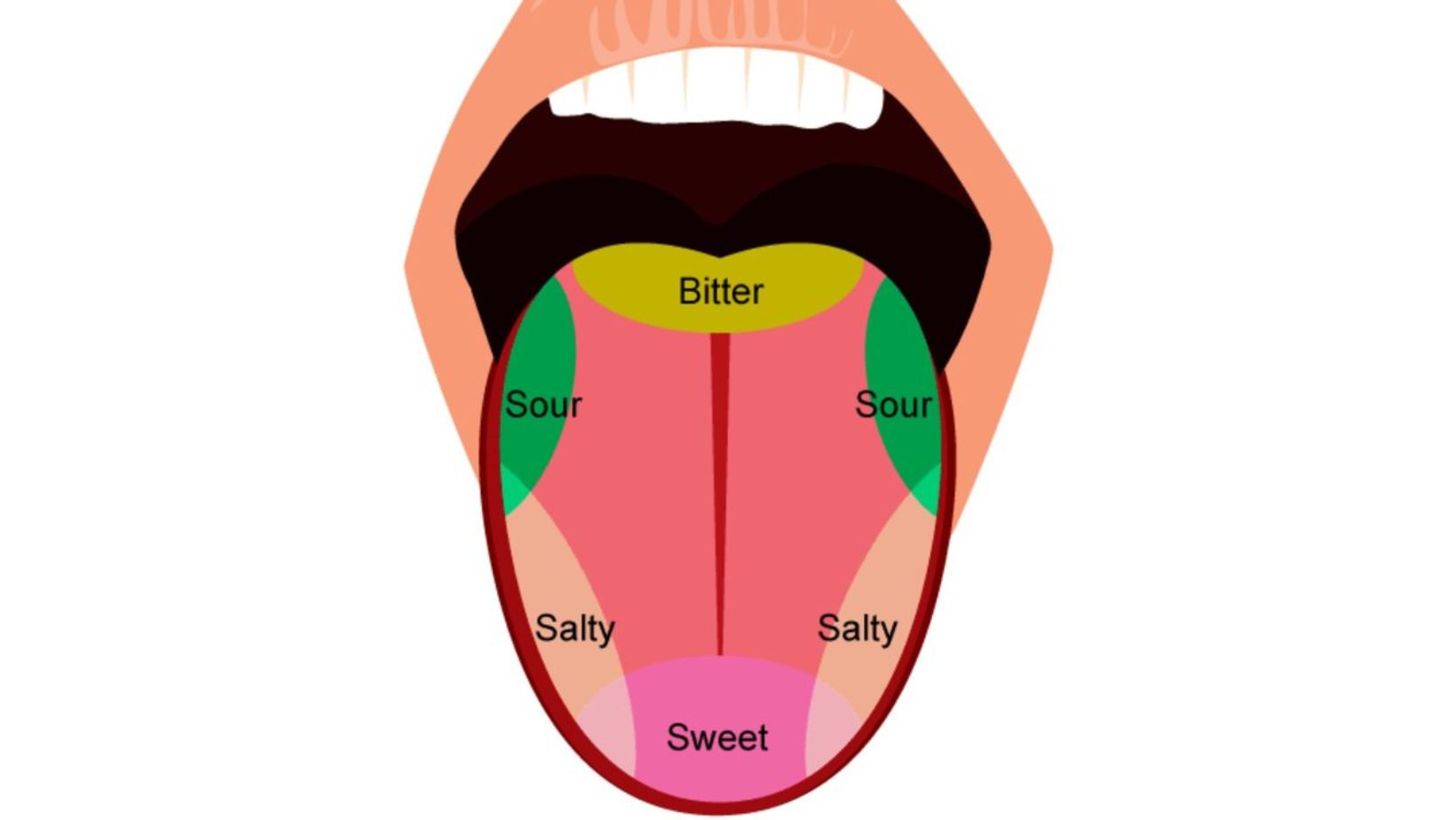 Parts Of The Tongue Diagram